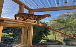 Bengal cats for sale: 5 Bengal kittens , 2 boys and 3 girls  - Image 14