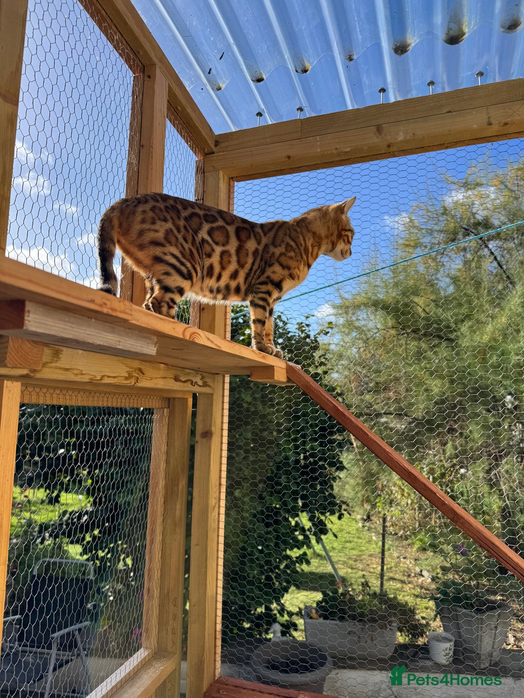 Bengal cats for sale: 5 Bengal kittens , 2 boys and 3 girls  - Image 14