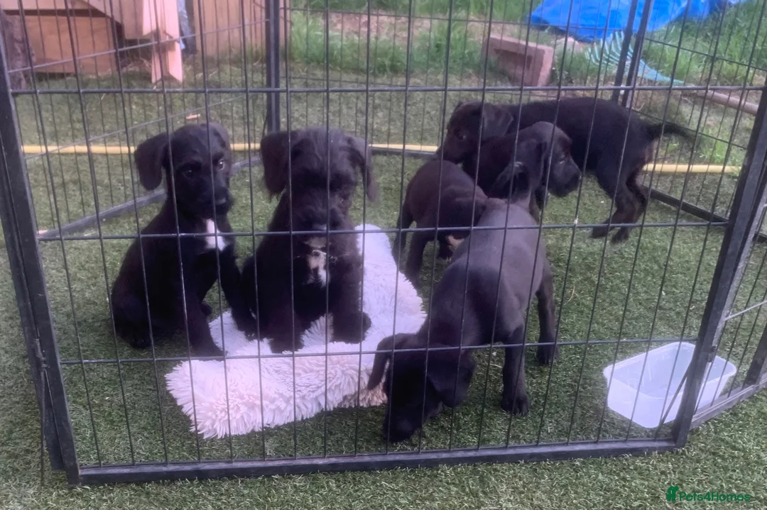 Mixed Breed dogs for sale: Patterpoo ( paterdale xtoy poodle ) puppies - Advert 1