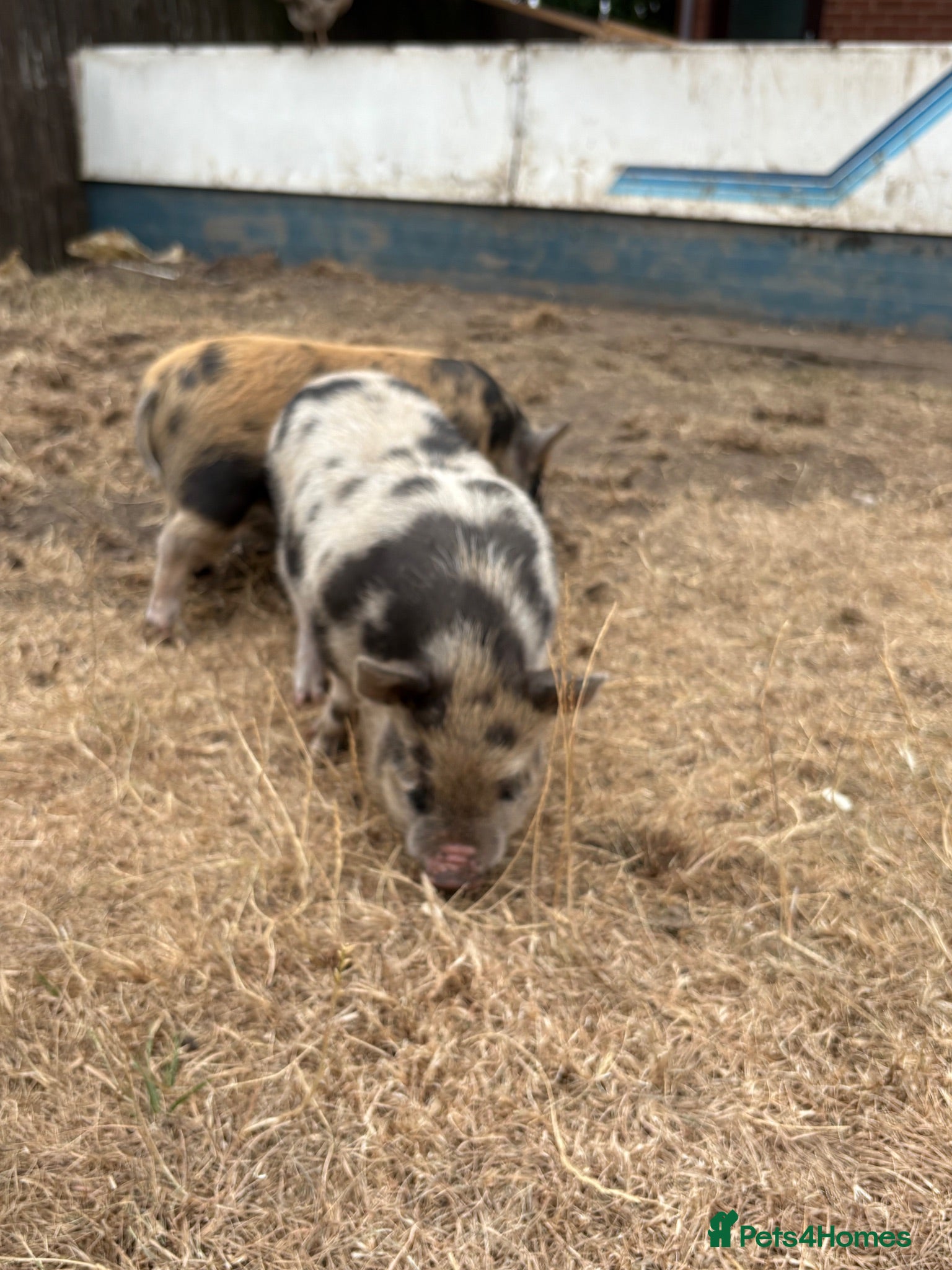 Pig livestock Juliana’s for sale  - Advert 1