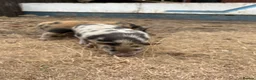 Pig livestock for sale: Juliana’s for sale  - Advert 1