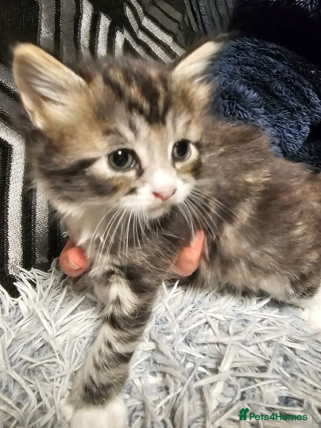 Mixed Breed cats for sale: Maine coon mix  - Advert 2