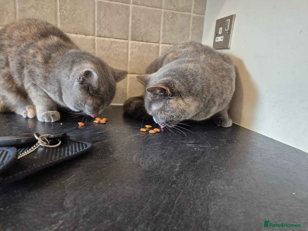 British Shorthair cats for sale: British shorthaired with excellent pedigree. - Advert 5