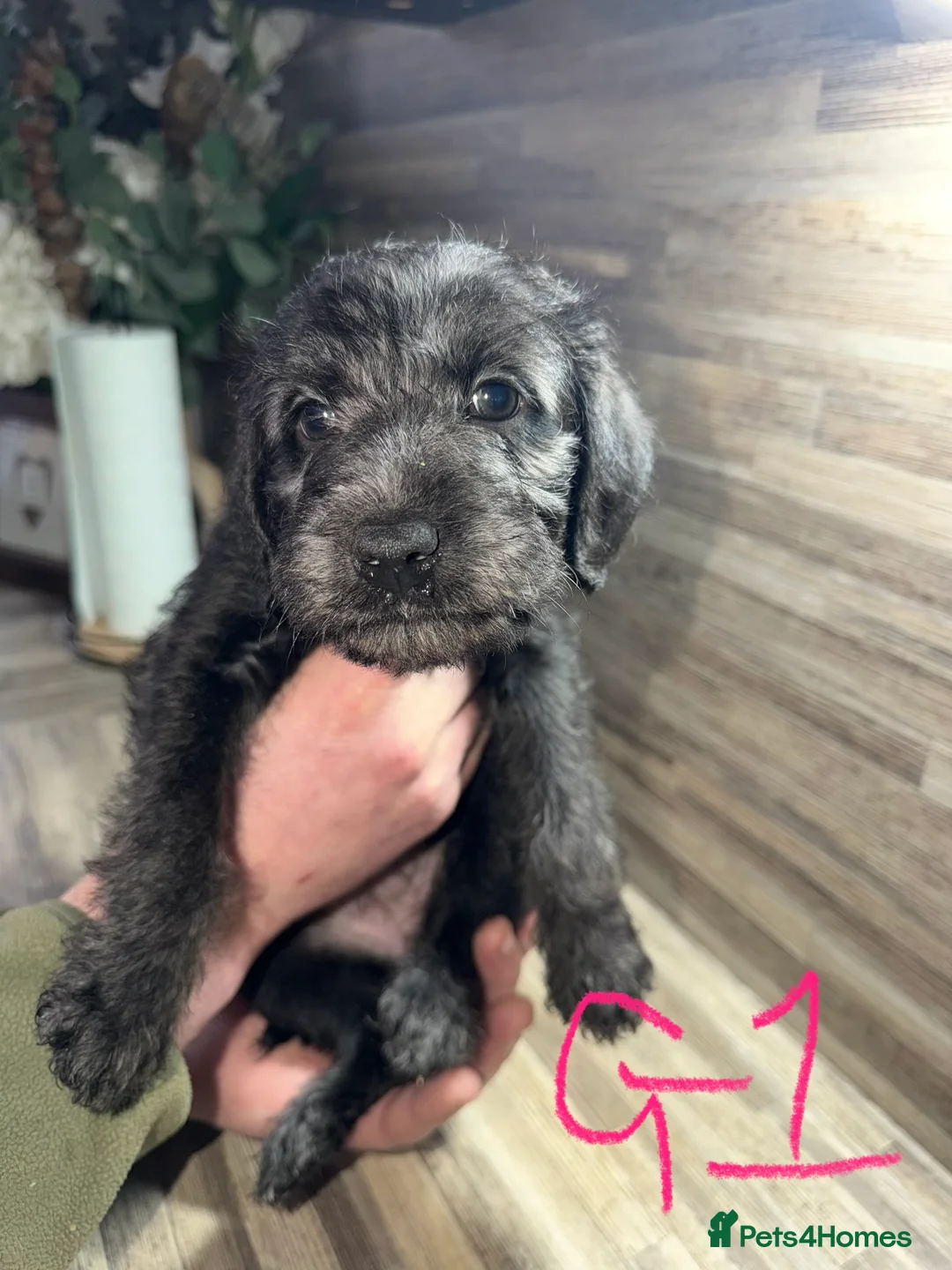 Mixed Breed dogs for sale: Bedlington terrier/collie whippet mix  - Advert 17