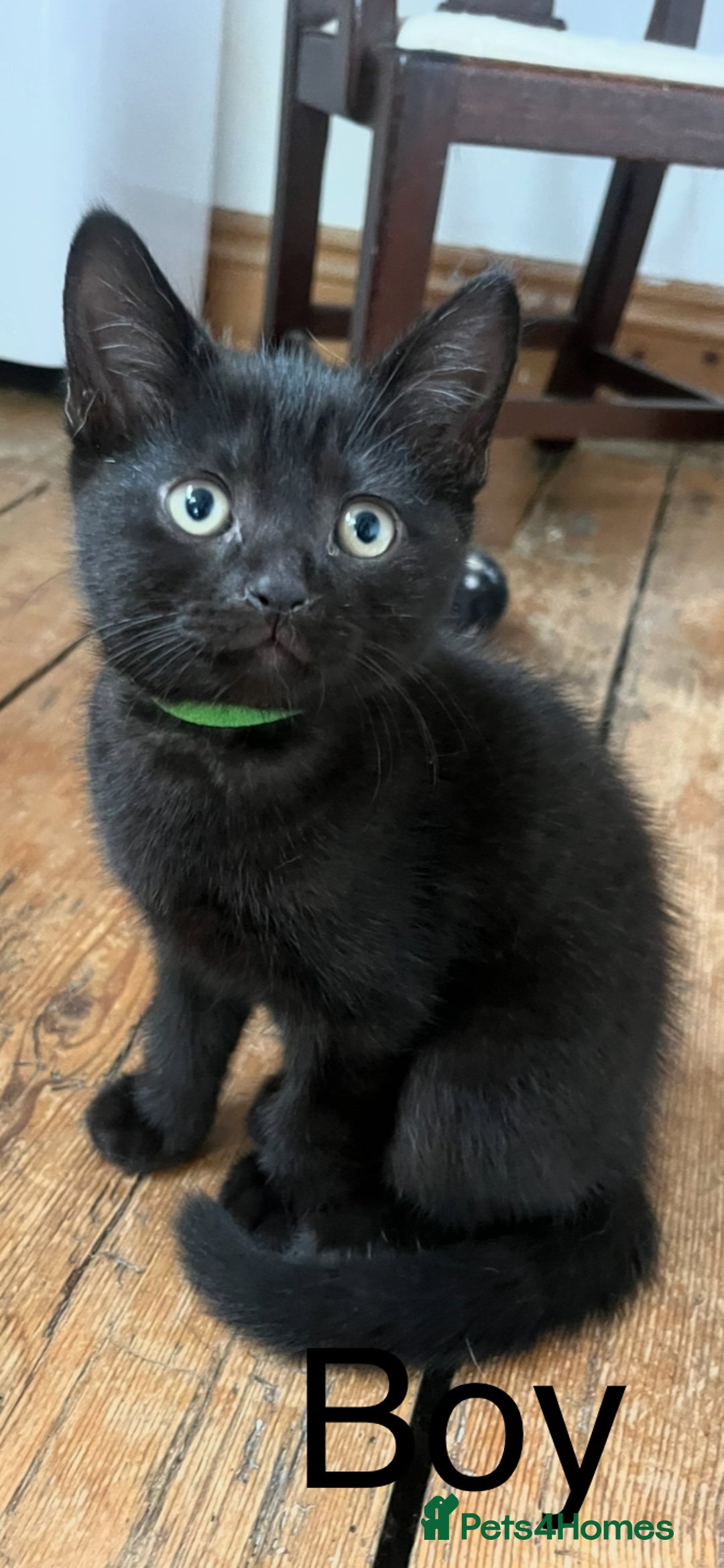 British Shorthair cats for sale: Cute British Shorthair Mixed Kittens Ready Now!  - Image 3