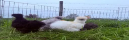 Chickens poultry for sale: Silkie Point of Lay Females  - Advert 3