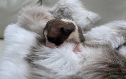 Mixed Breed dogs for sale: 🐾 Beautiful Whippet x Collie Puppies! 🐾 - Image 10