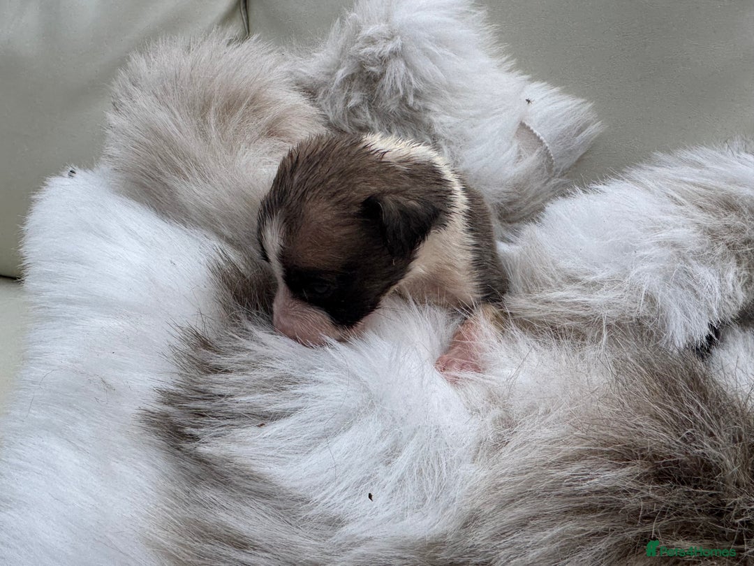 Mixed Breed dogs for sale: 🐾 Beautiful Whippet x Collie Puppies! 🐾 - Image 10