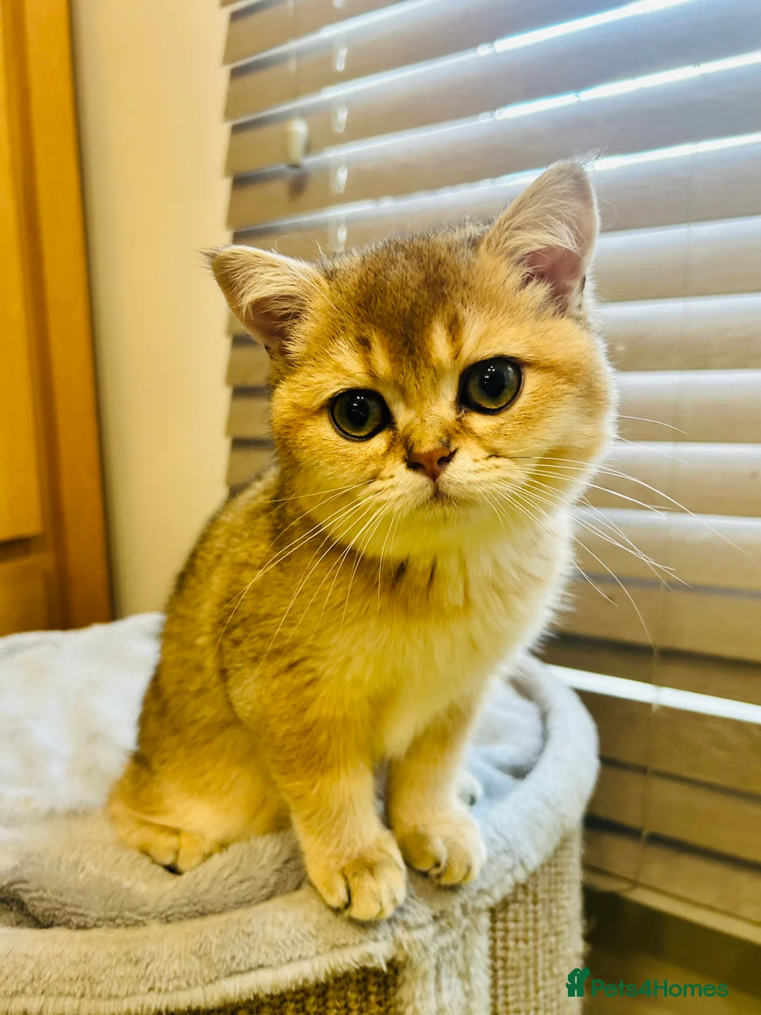 Scottish Fold cats for sale: Beautiful Golden Chinchilla kittens  - Advert 10