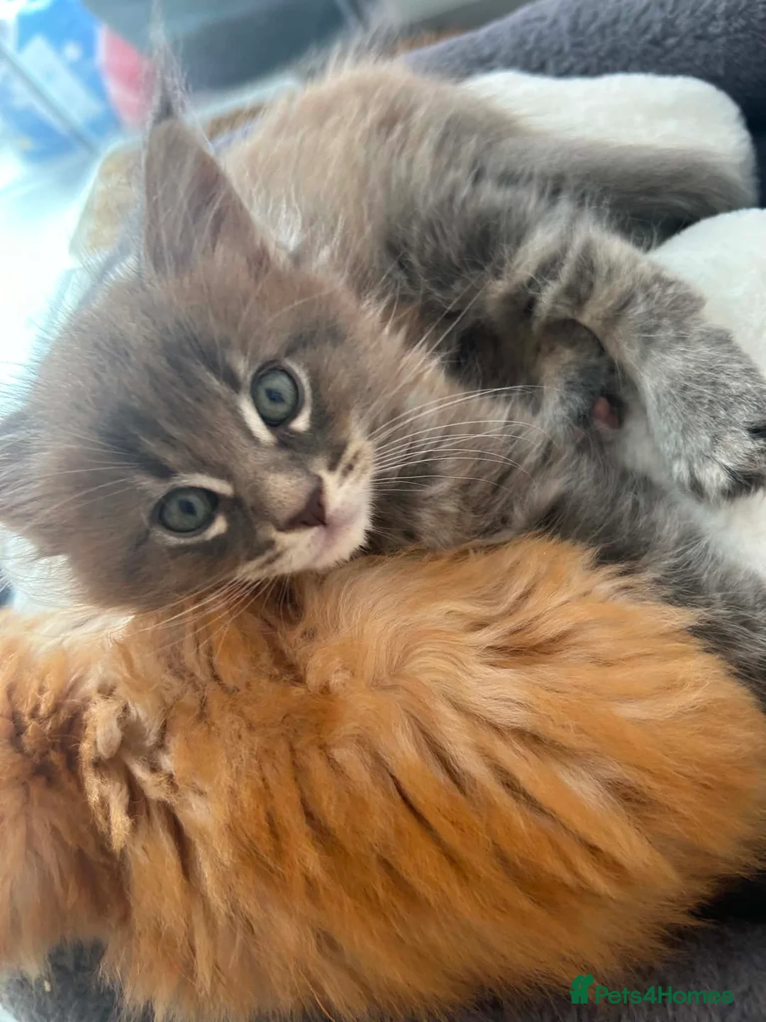 Maine Coon cats for sale: Pedigree / tica Maine coon kittens - Advert 2
