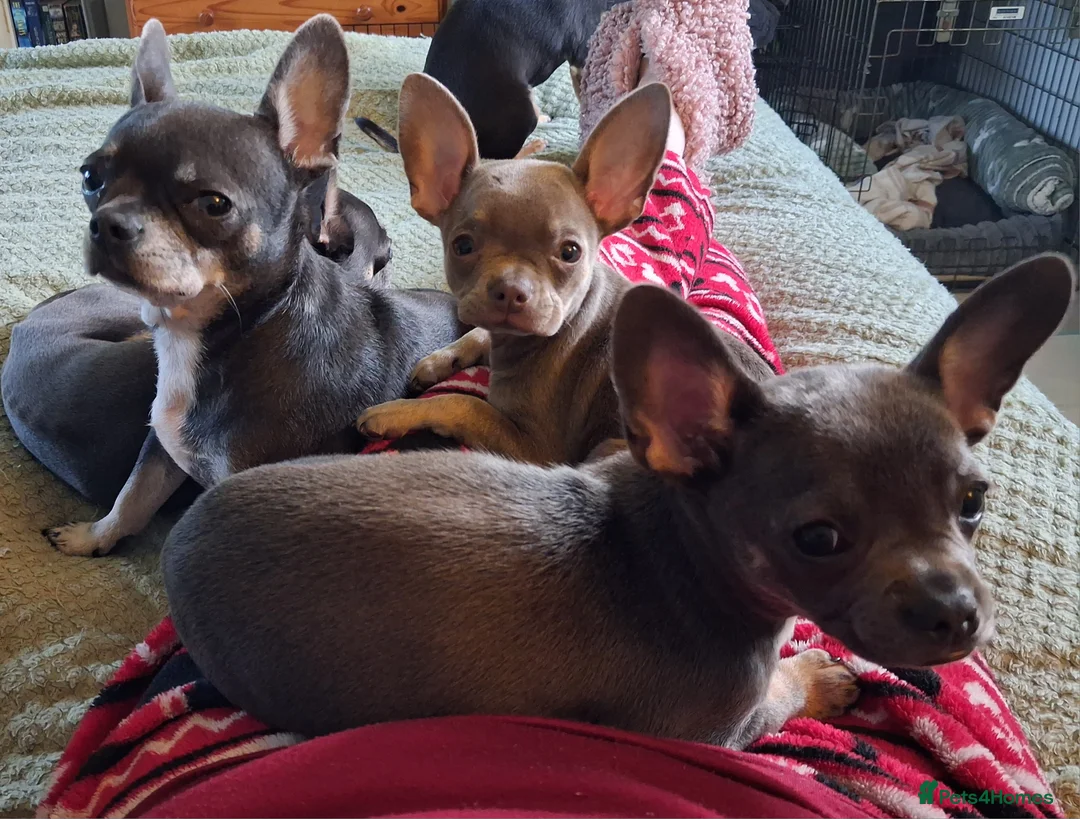 Mixed Breed dogs for sale: Frenchie x Chihuahua pups x 2 in Newcastle upon Tyne - Advert 2
