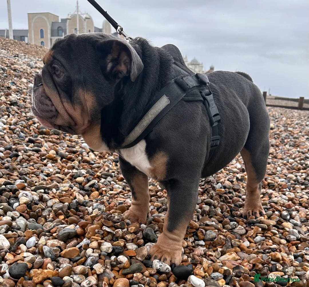 English Bulldog dogs for sale: Gorgeous blue tri Male  - Advert 5