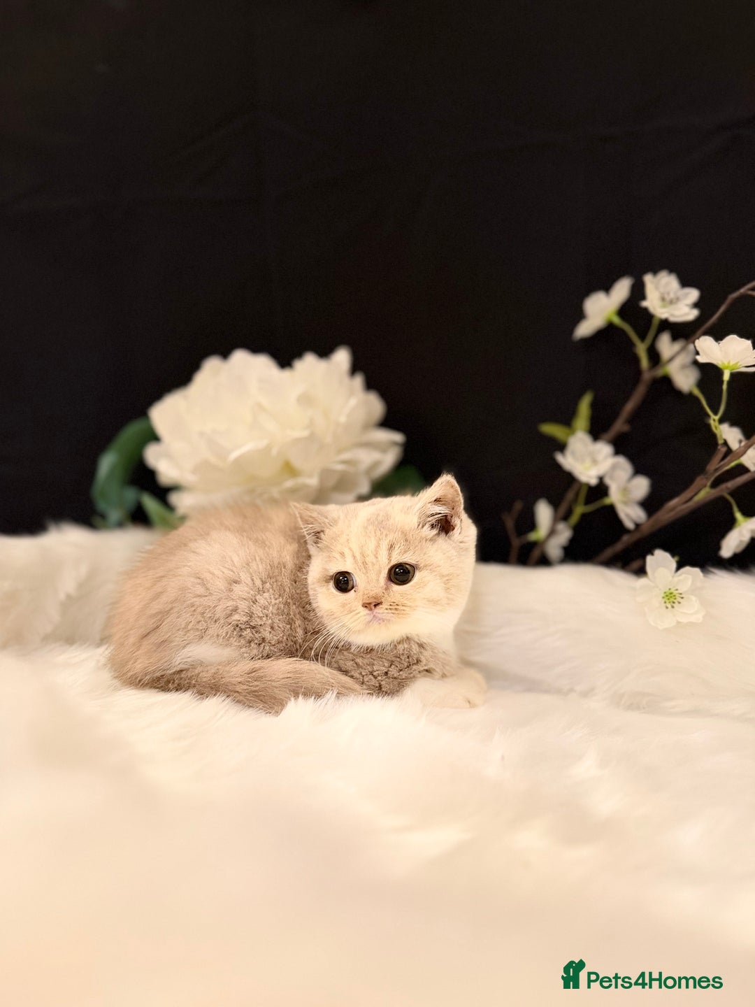 British Shorthair cats for sale: Full Pedigree Registered BSH - Advert 27
