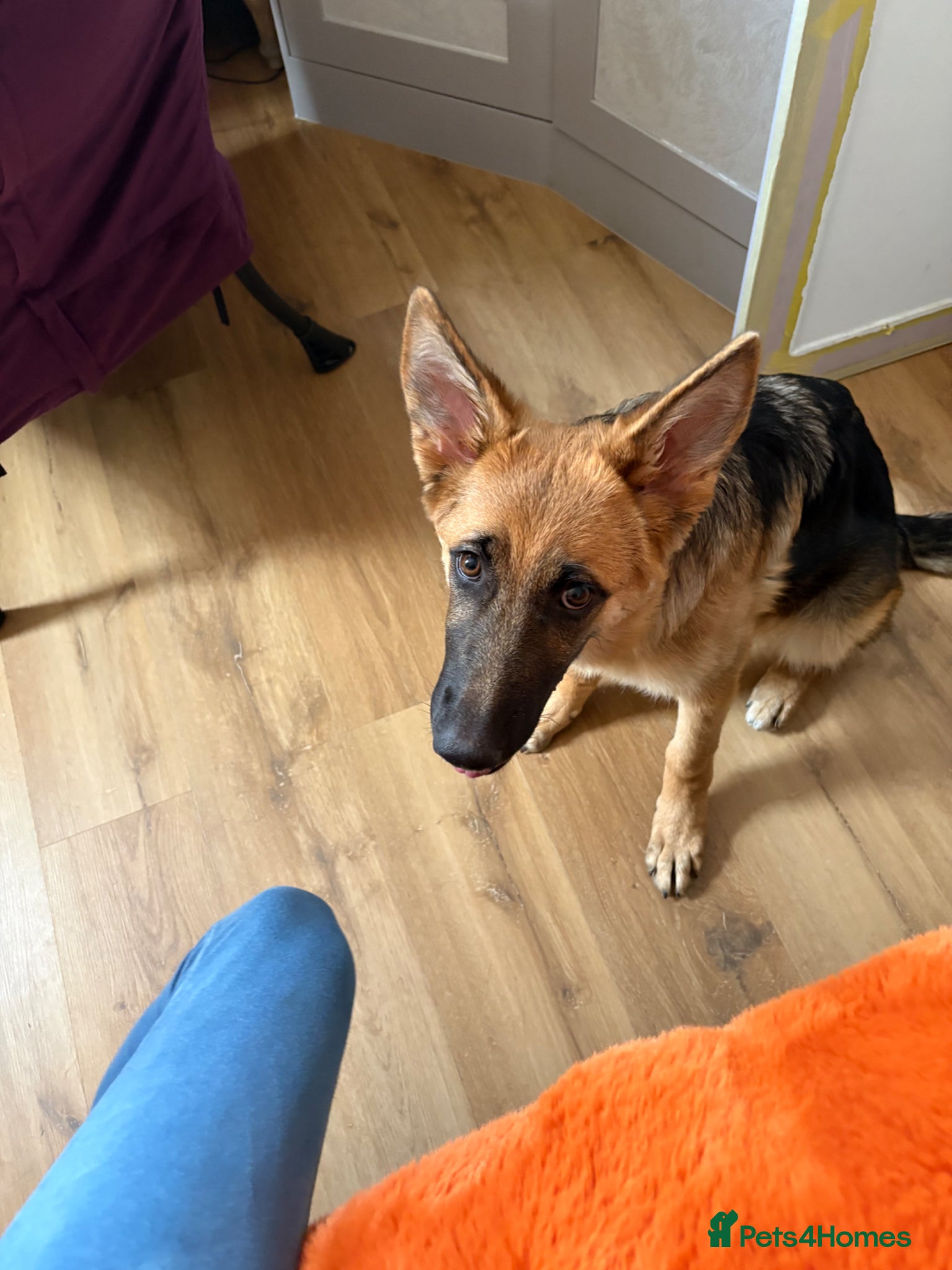 German Shepherd dogs Beautiful German Shepherd pup  - Advert 1