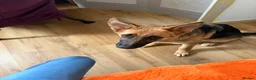 German Shepherd dogs for sale: Beautiful German Shepherd pup  in London - Advert 1