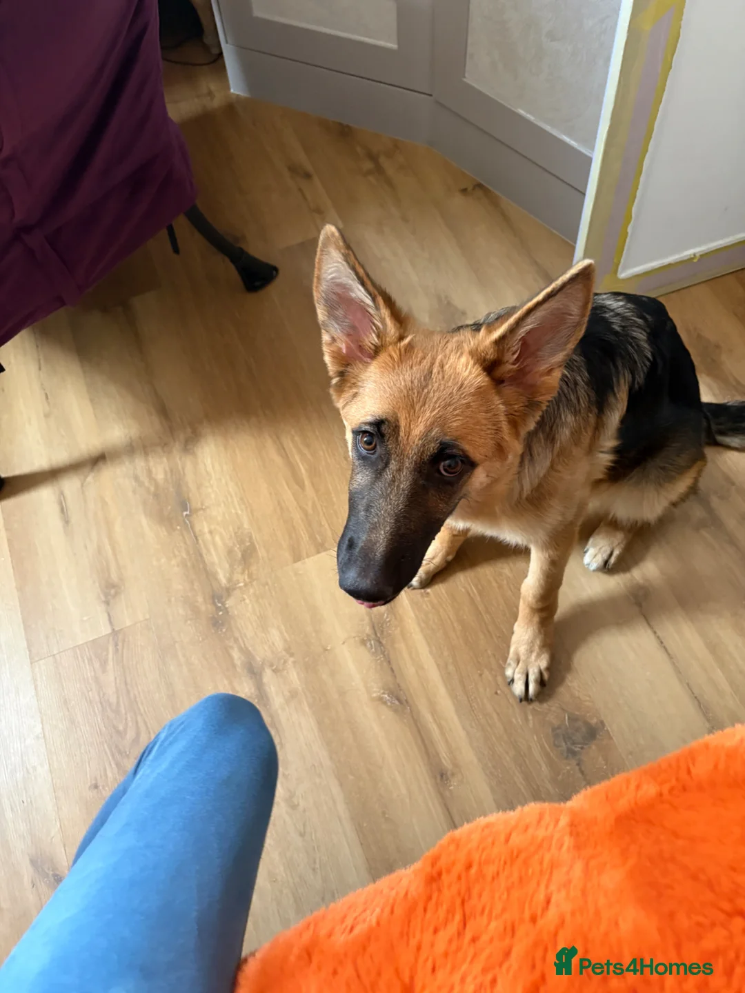 German Shepherd dogs for sale: Beautiful German Shepherd pup  in London - Advert 1