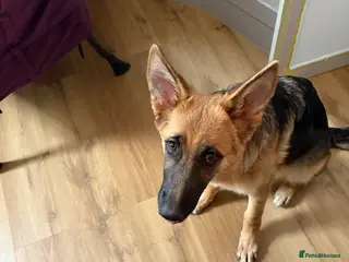 German Shepherd dogs Beautiful German Shepherd pup - Advert 1