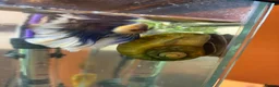 Snails fish for sale: Apple Snail in Chelmsford - Advert 2