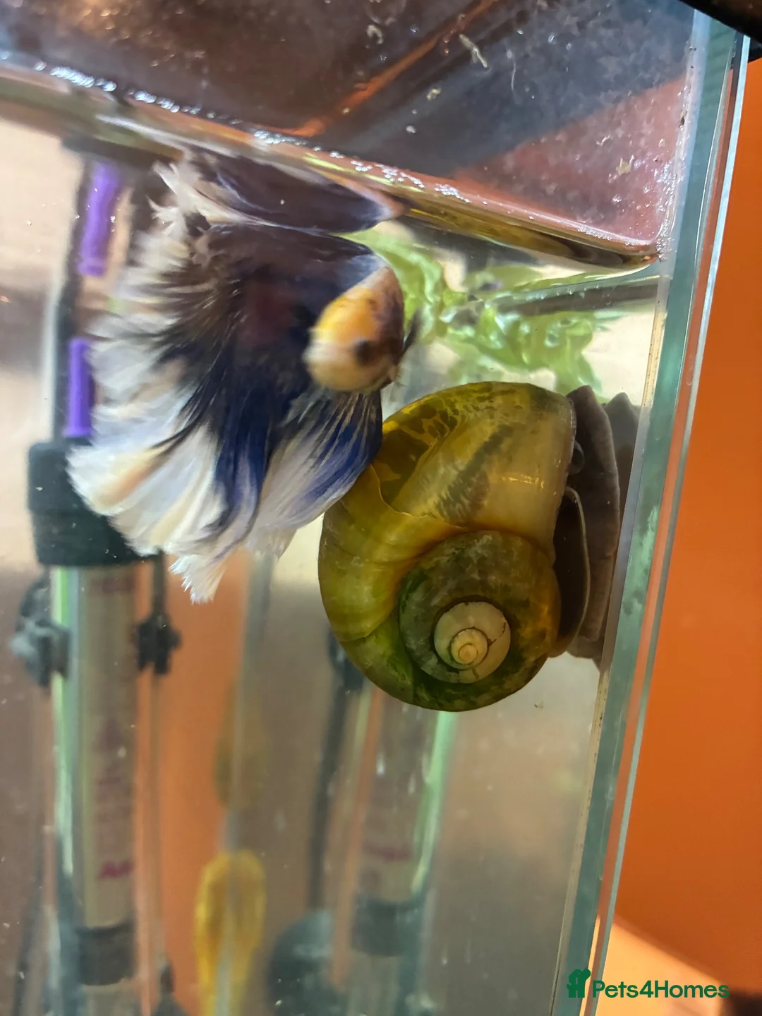 Snails fish for sale: Apple Snail in Chelmsford - Advert 2