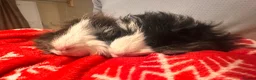 Guinea Pig rodents for sale: Pair of male guinea pigs 6 months and 9 weeks old - Advert 7