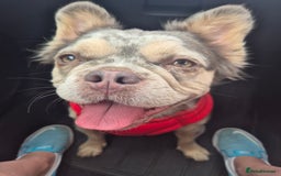 French Bulldog dogs for sale: 1 year 9 month old Fluffy French bulldog female - Image 1