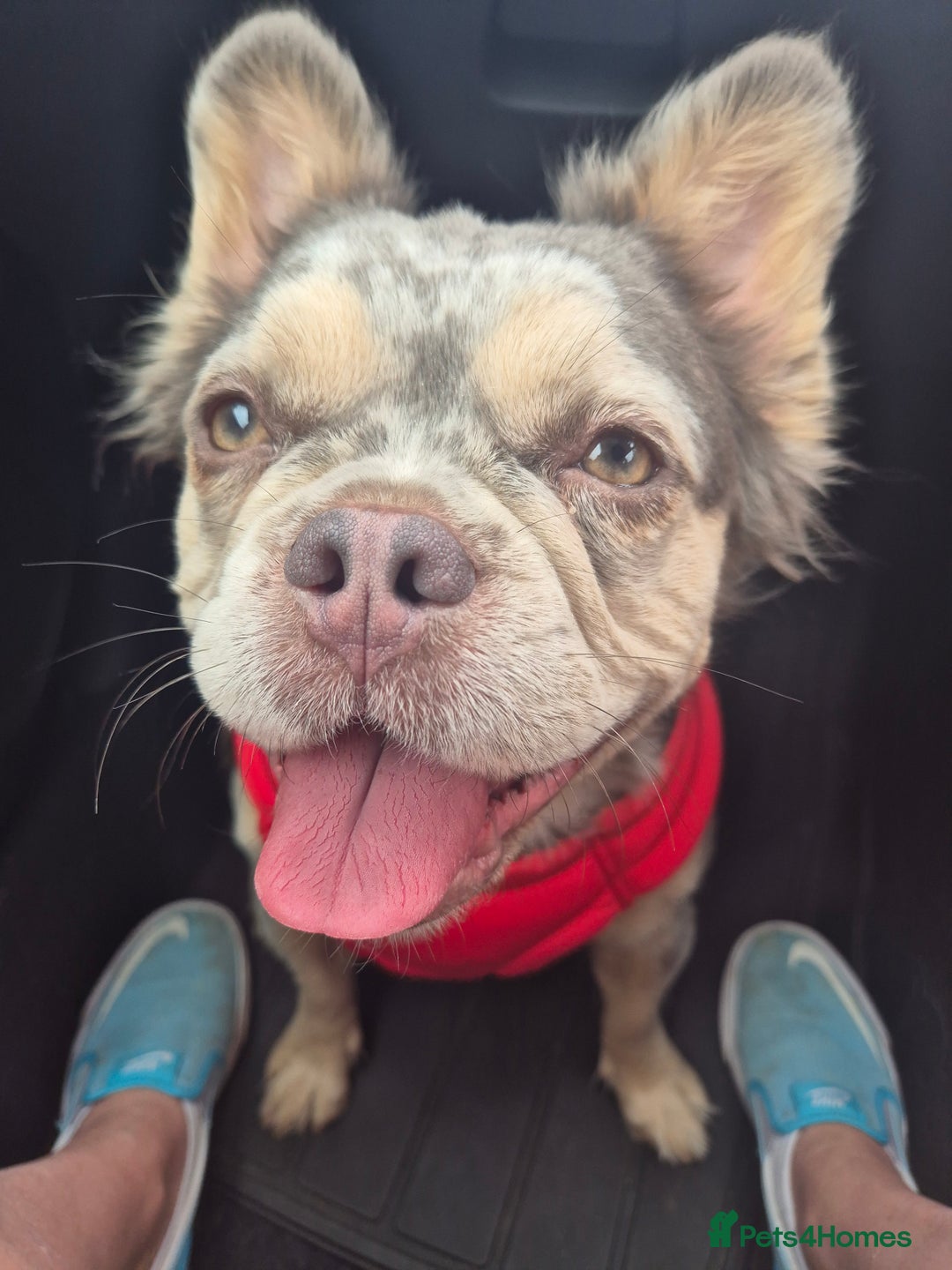 French Bulldog dogs for sale: 1 year 9 month old Fluffy French bulldog female - Image 1