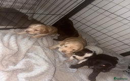 Cocker Spaniel dogs for sale: KC FTCH working cocker spaniel puppy’s  - Image 7