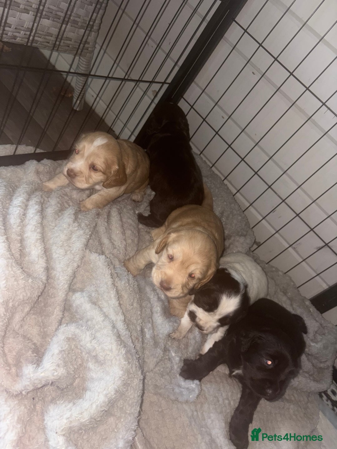 Cocker Spaniel dogs for sale: KC FTCH working cocker spaniel puppy’s  - Image 7