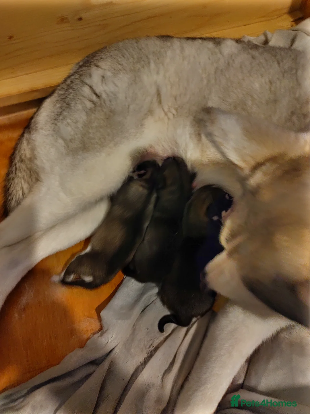 Siberian Husky dogs for sale: 8 months old male husky  - Advert 2