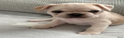 Frug dogs for sale: 🐶 Pug/French bulldog puppies 🐶 Rare markings - Advert 11