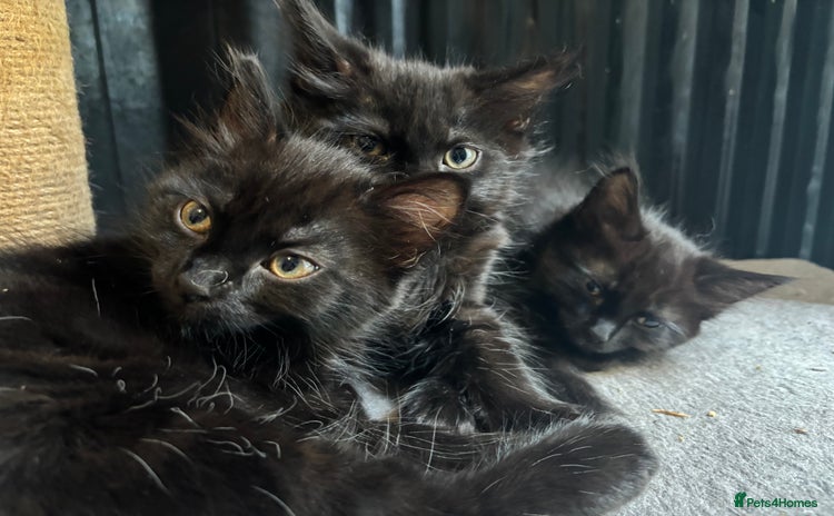 Mixed Breed cats - Advert 7