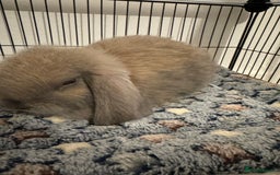 Mini Lop rabbits for sale: Rabbit looking for loving home  - Image 2