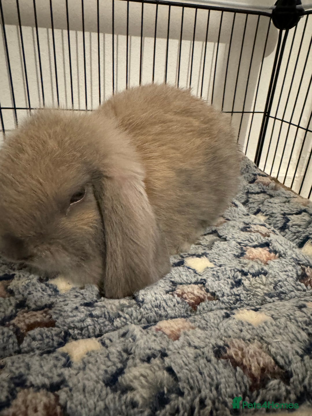 Mini Lop rabbits for sale: Rabbit looking for loving home  - Image 2