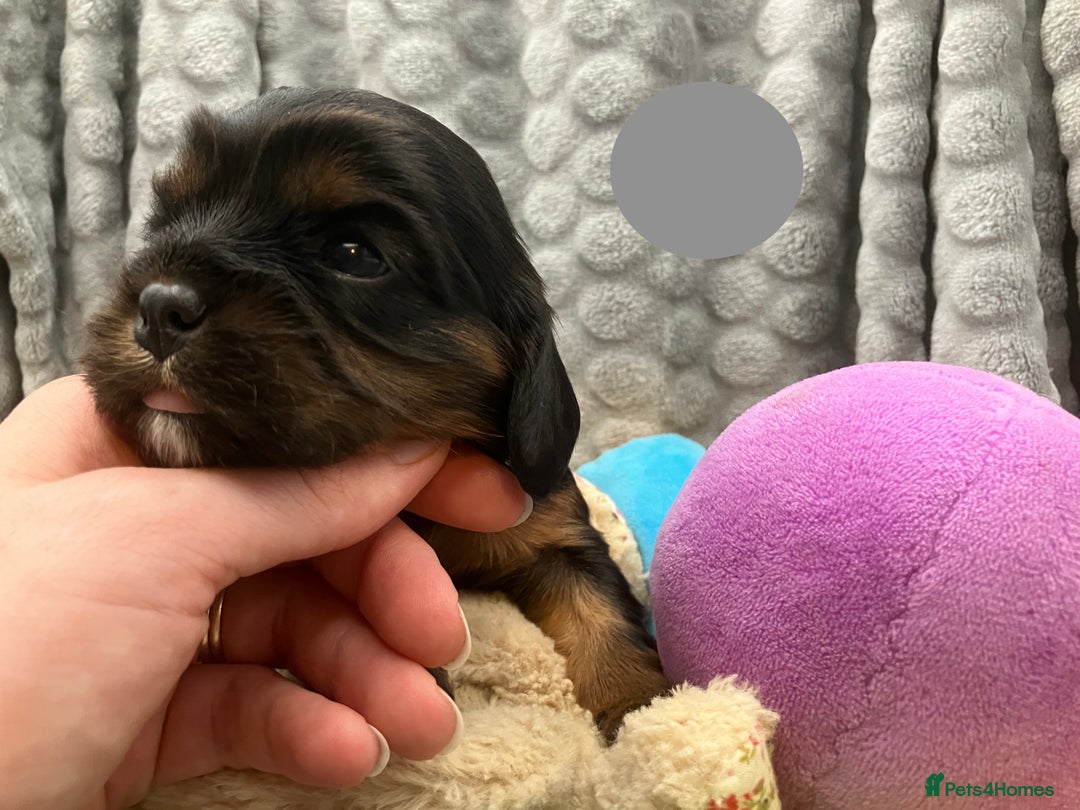 Cavalier King Charles Spaniel dogs for sale: KC Registered Puppies from Health Tested Parents  - Image 5