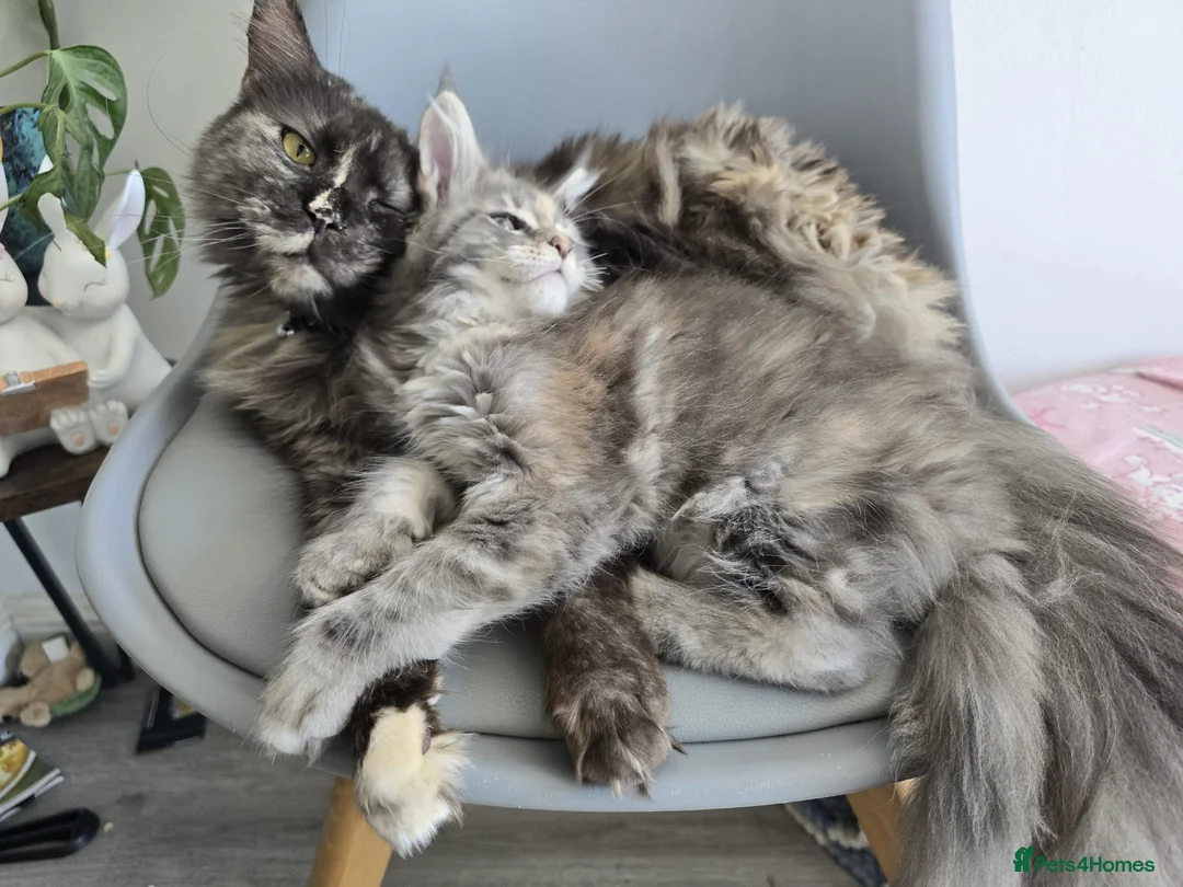 Maine Coon cats for sale: TICA registered Maine Coon kittens ! in Boston - Advert 2