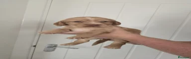 Puppy 1