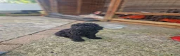 Cockapoo dogs for sale: Cockapoo puppy - Advert 3