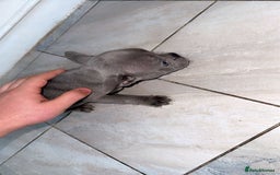 French Bulldog dogs for sale: Beautiful French BullDog - Image 5