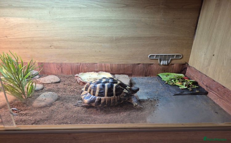 Tortoise reptiles - Advert 1