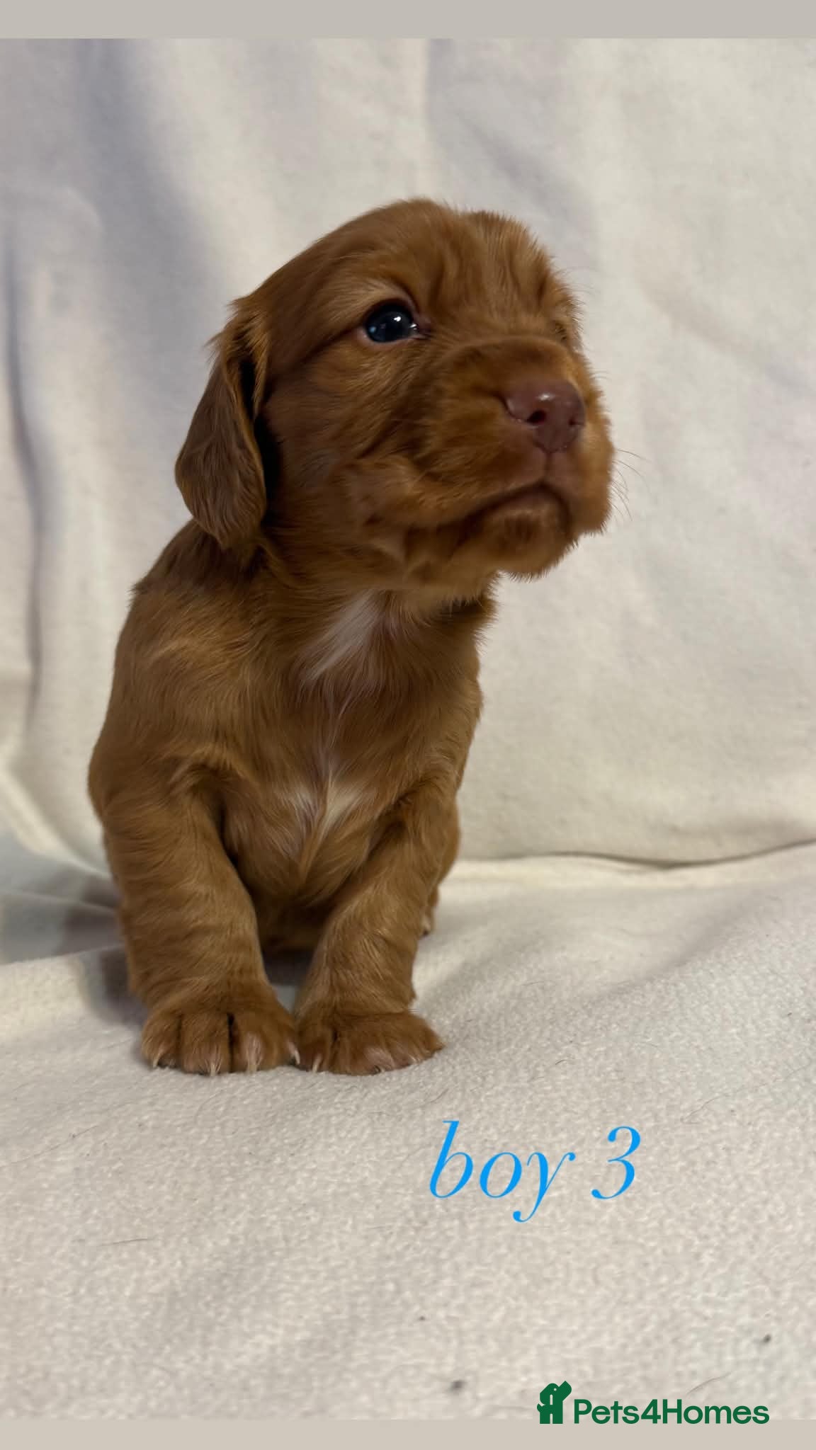 Cocker Spaniel dogs Working Cocker Spaniel Puppies - Advert 1