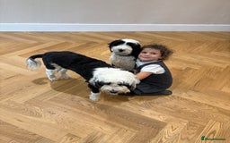 Tibetan Terrier dogs for sale: KC fully health tested exceptionally bred Tibetan  - Advert 12