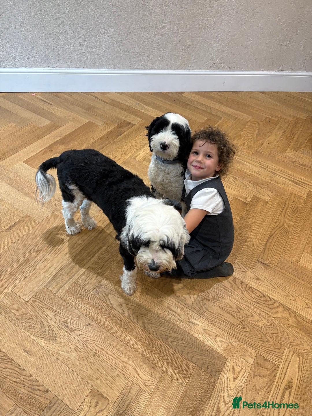 Tibetan Terrier dogs for sale: KC fully health tested exceptionally bred Tibetan  - Advert 12