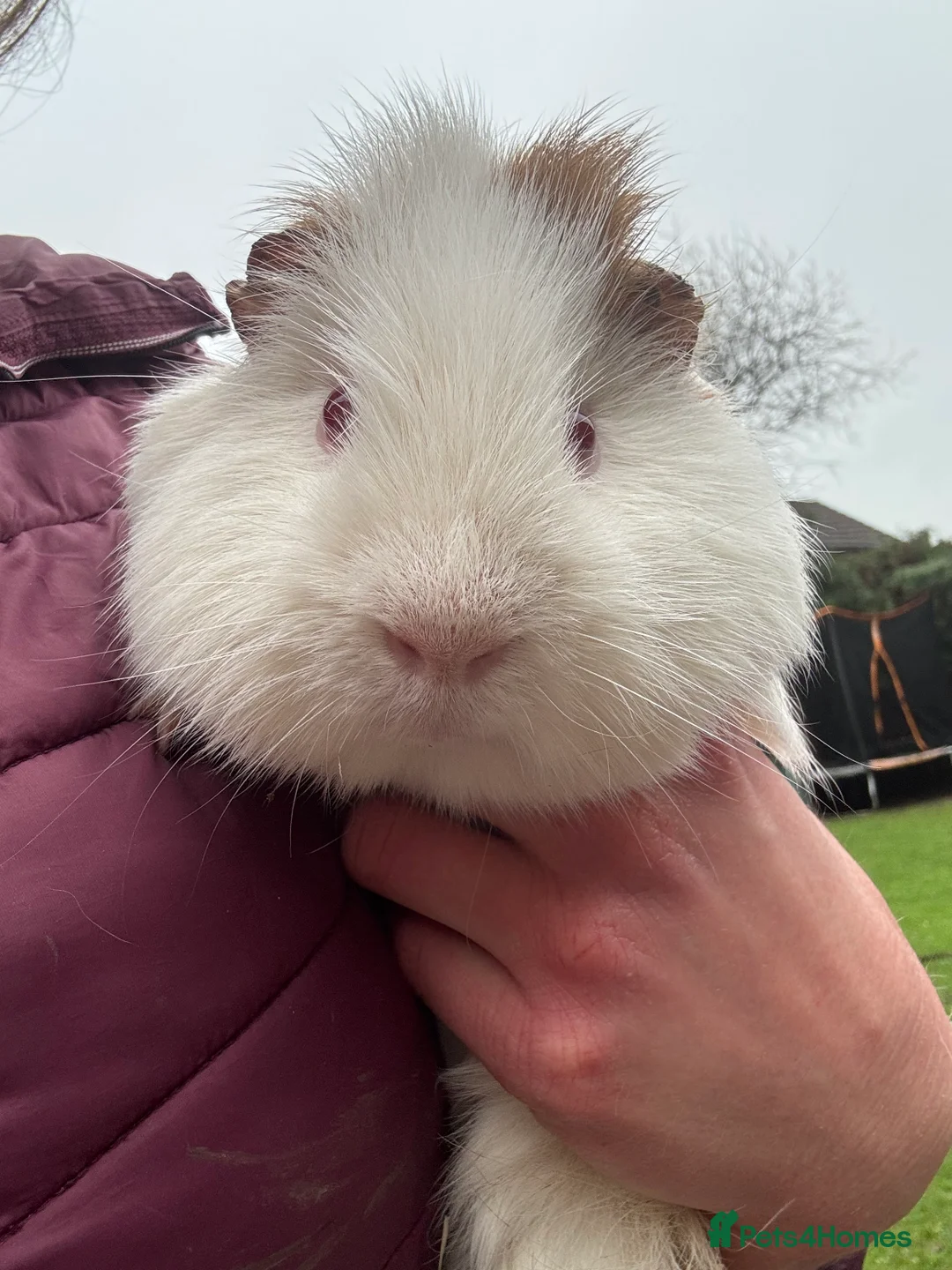 Guinea Pig rodents for sale: Adult male guinea pigs left  £10 each - Advert 2