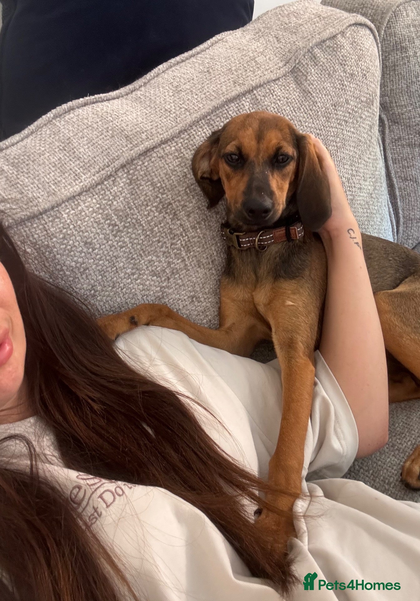 Mixed Breed dogs Beautiful 9 month old Bella for Rehome - Advert 2