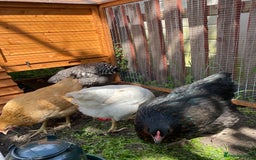 Chickens poultry for sale: 4 fully vaccinated, laying hens - Image 1