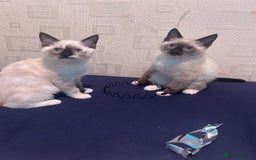 Ragdoll cats for sale: 2 ragdoll siblings for sale  - Image 5