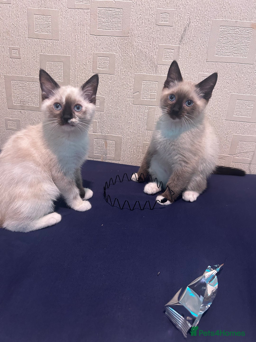 Ragdoll cats for sale: 2 ragdoll siblings for sale  - Image 5