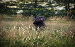 Shar Pei dogs for stud: Cane corso x shar pei - Image 3