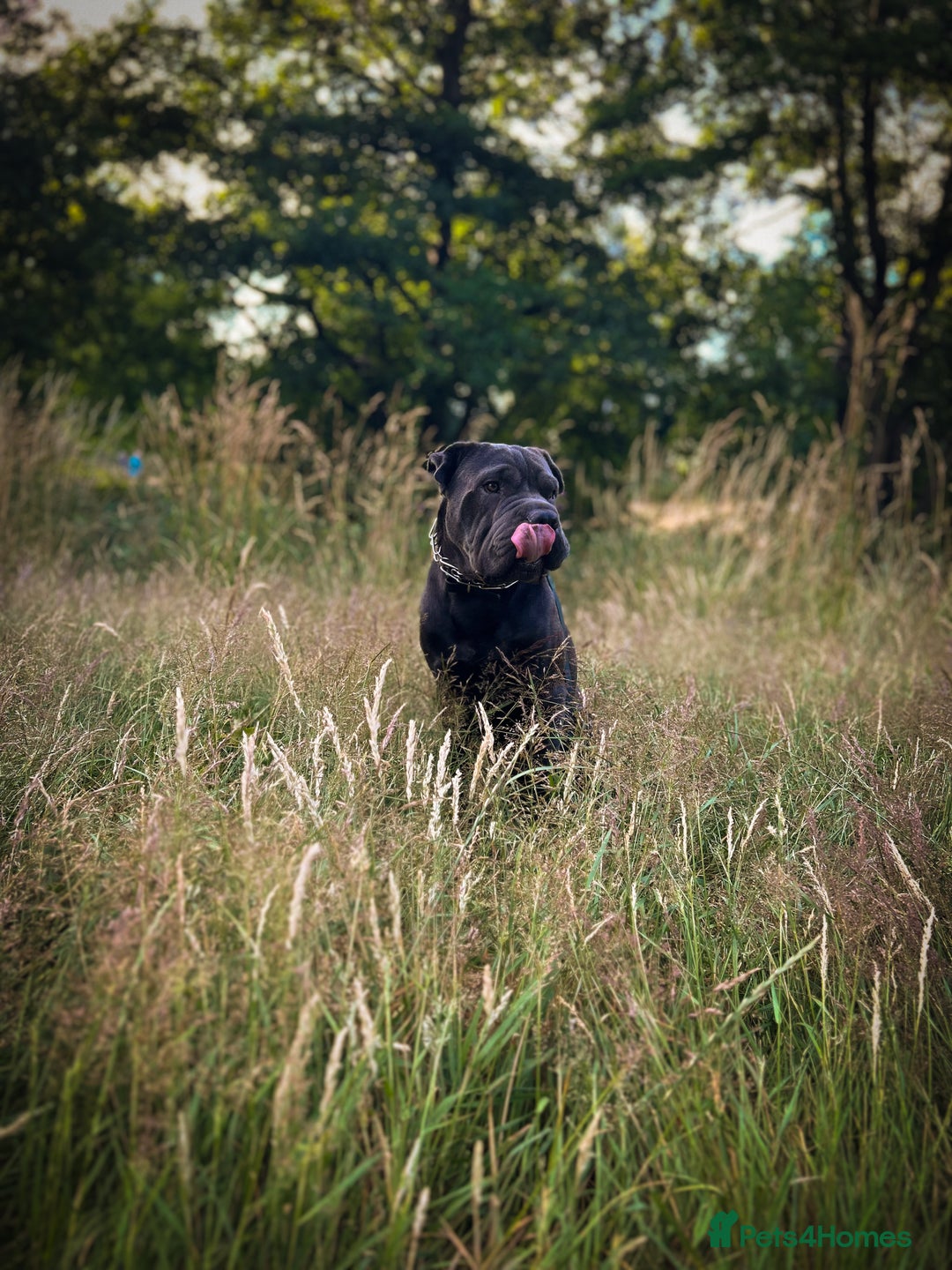 Shar Pei dogs for stud: Cane corso x shar pei - Image 3