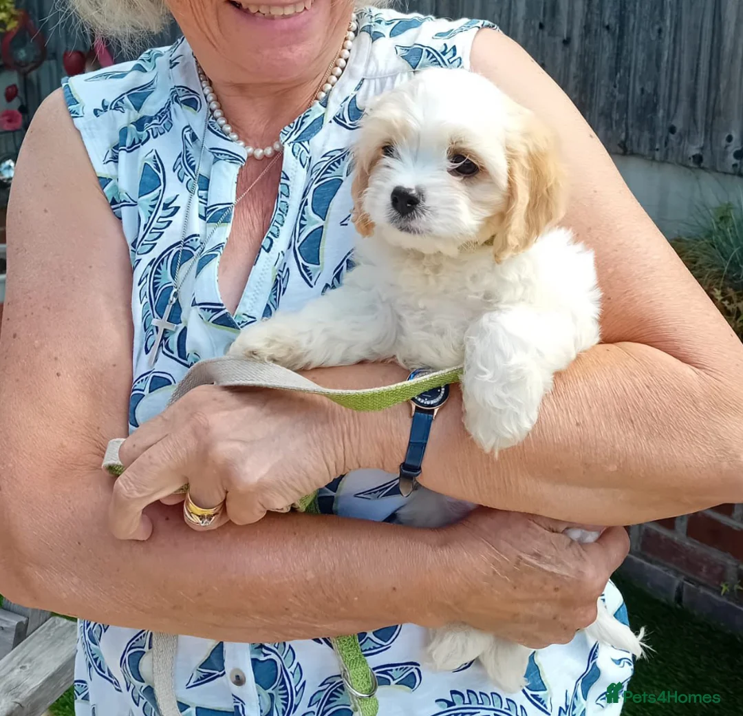 Cavachon dogs for sale: Beautiful extensively health tested cavachon’s - Advert 1